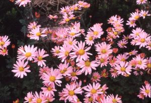 NBHA slides1324